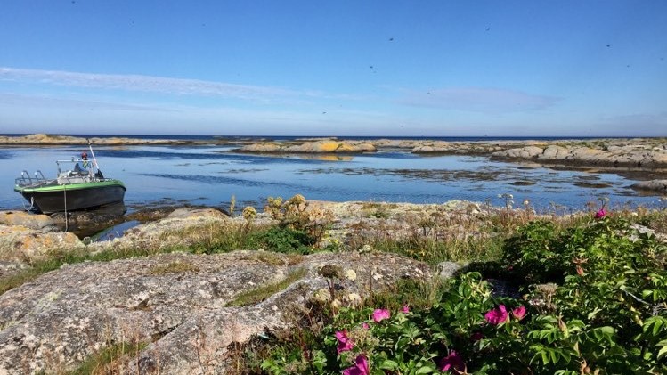 Skjærgårdssafari Trøndelagskysten