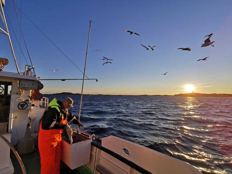 Sula i Øyrekka, Frøya