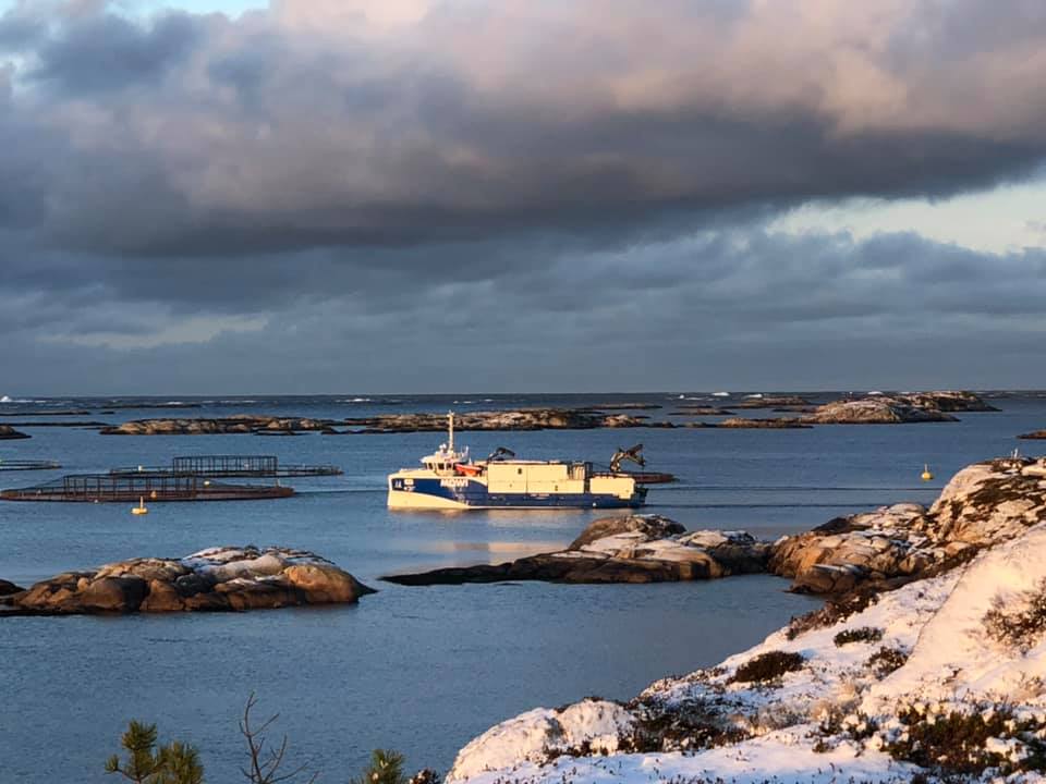 Bogøya i Frøyas skjærgård