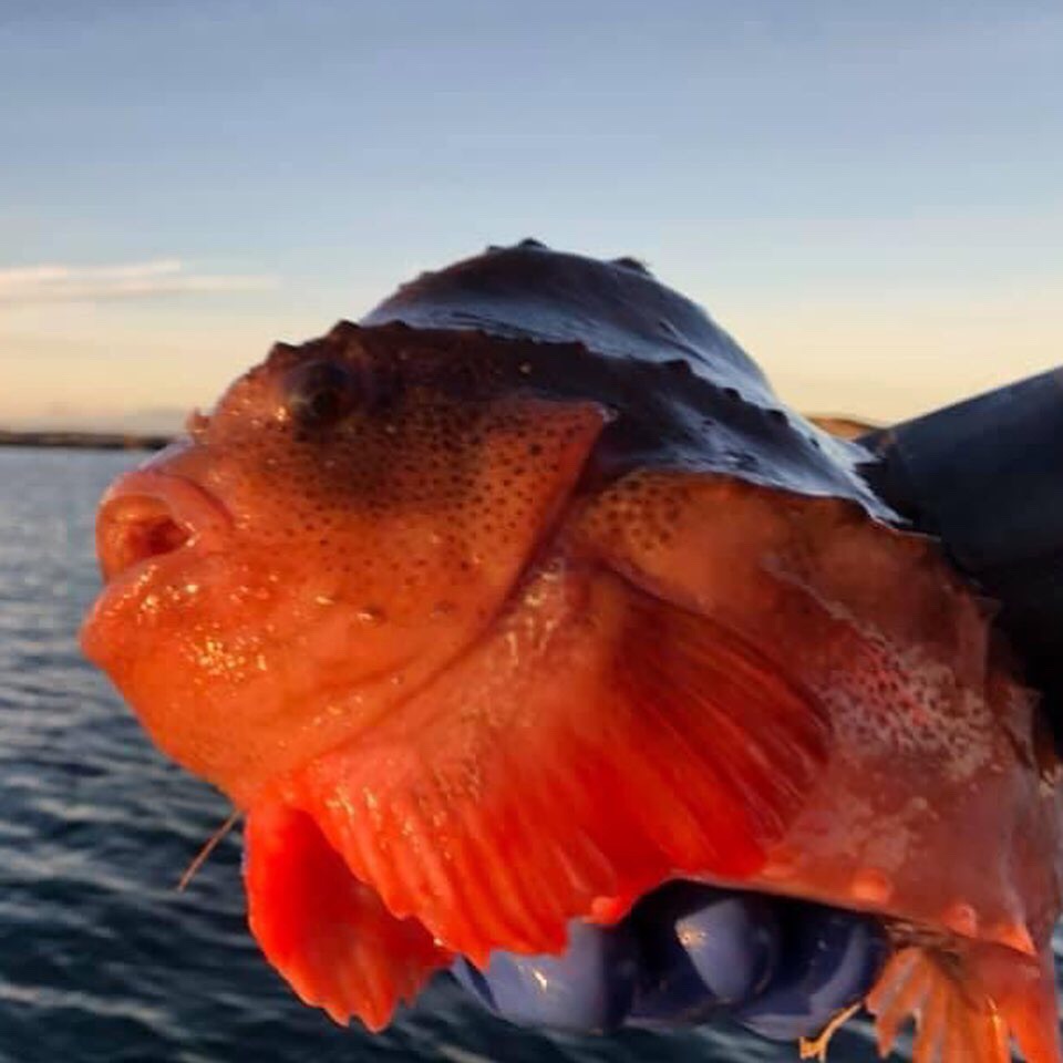 Fiskeferie Trøndelag